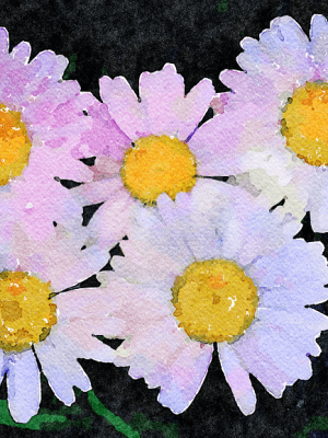 White Daisies (large canvas)